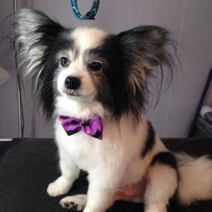 A beautifully groomed small dog with black and white fur, wearing a purple bow tie after a grooming session at Critter Cutz in Kirkland Lake.