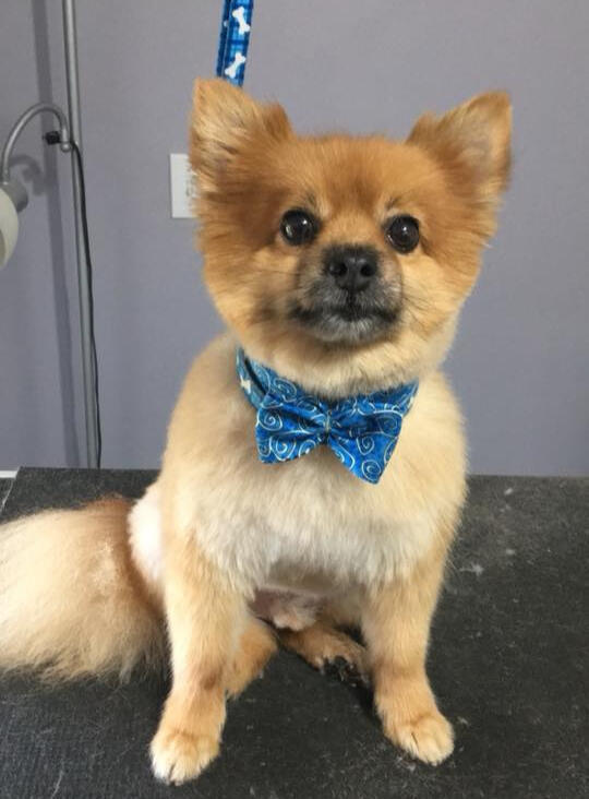 A freshly groomed dog wearing a stylish blue bow tie after a visit to Critter Cutz in Kirkland Lake.