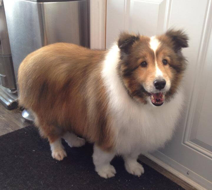 A happy and well-groomed Collie with a soft, fluffy coat after a professional grooming session at Critter Cutz in Kirkland Lake.