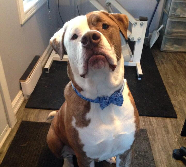 A large, well-groomed dog wearing a blue bow tie, looking dapper and confident after a visit to Critter Cutz in Kirkland Lake.