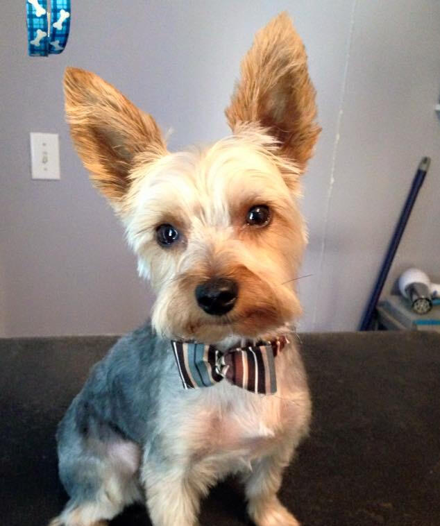 A freshly groomed Yorkshire Terrier wearing a striped bow tie, looking adorable after a grooming session at Critter Cutz in Kirkland Lake.