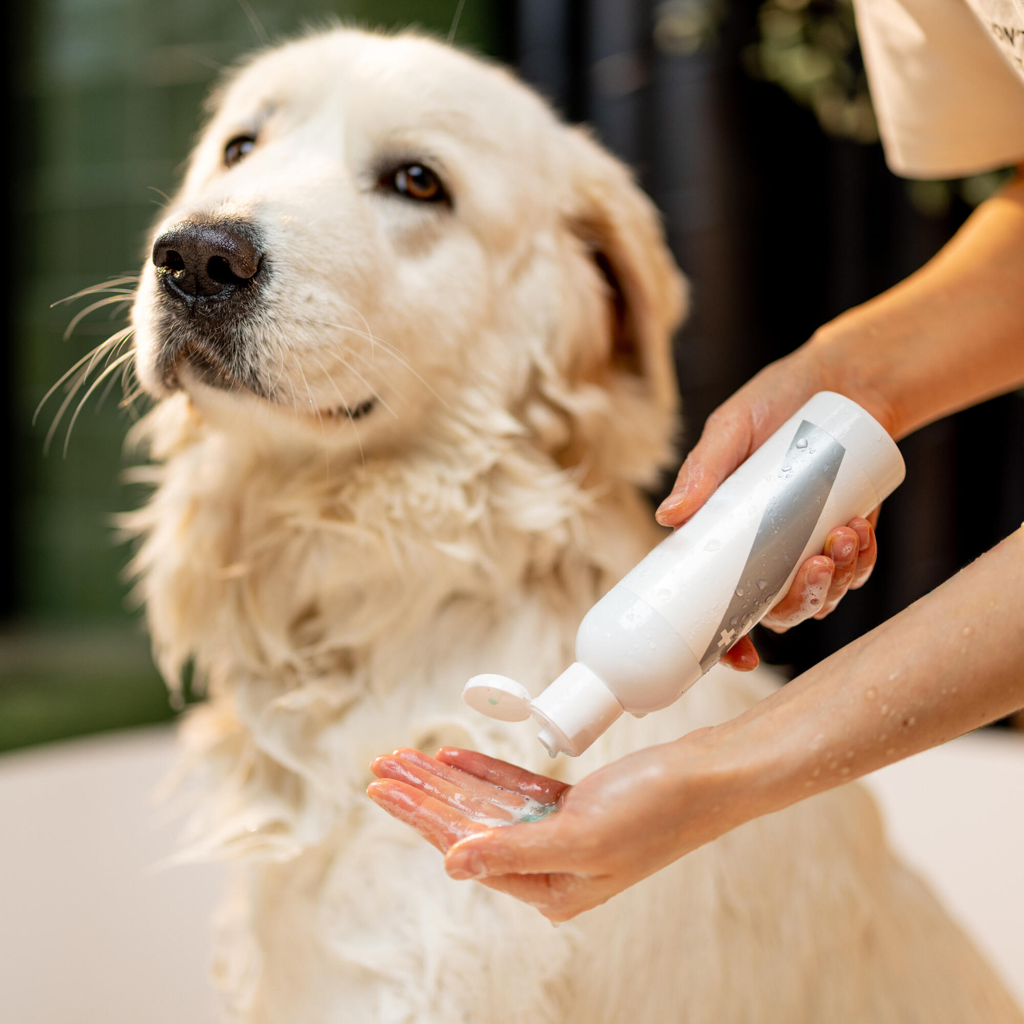 A fluffy dog enjoying a bath with all-natural grooming products at Critter Cutz in Kirkland Lake.