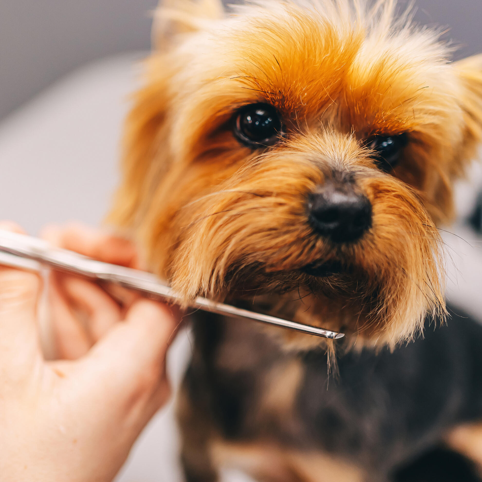 Relaxed Dog During Grooming A calm and happy dog receiving a stress-free grooming session in Kirkland Lake.